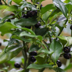 <em>Sarcococca confusa</em> 03/12/2015