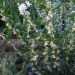 Sarcococca confusa 14/02/2016