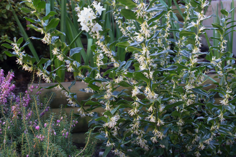 Sarcococca confusa 14/02/2016