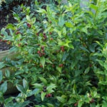 <em>Sarcococca confusa</em> 30/10/2016