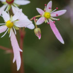 <em>Saxifraga fortunei var. incisolobata</em> 'Shiratama' 06/11/2021