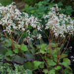 <em>Saxifraga fortunei var. incisolobata</em> 'Shiratama' 30/10/2016