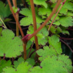 <em>Saxifraga fortunei var. incisolobata</em> 'Shiratama' 30/10/2016