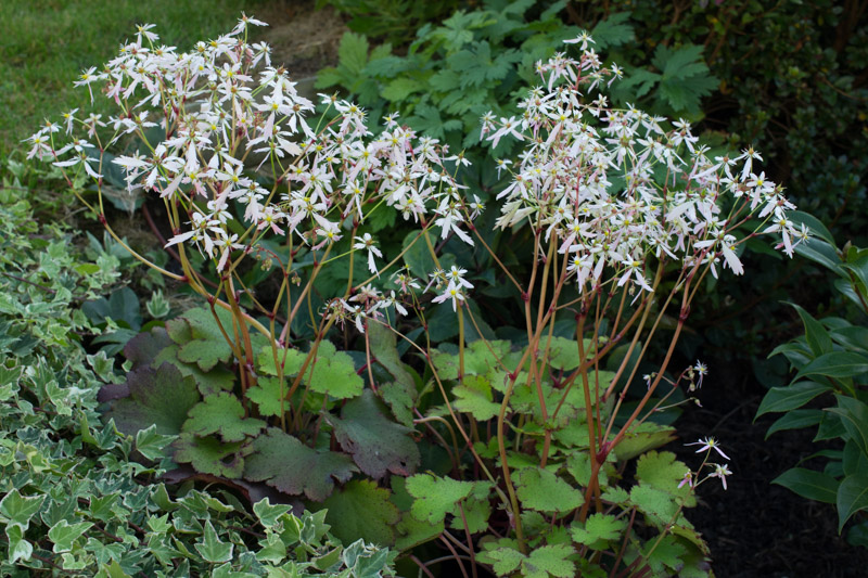 Autumn blooming (in plugs)