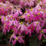 <em>Saxifraga fortunei var. incisolobata</em> 'Tama botan' 06/11/2021