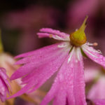 <em>Saxifraga fortunei var. incisolobata</em> 'Tama botan' 06/11/2021