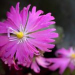 <em>Saxifraga fortunei var. incisolobata</em> 'Tama botan' 17/10/2025