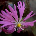 <em>Saxifraga fortunei var. incisolobata</em> 'Tama botan' 17/10/2025