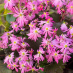 <em>Saxifraga fortunei var. incisolobata</em> 'Tama botan' 30/10/2016