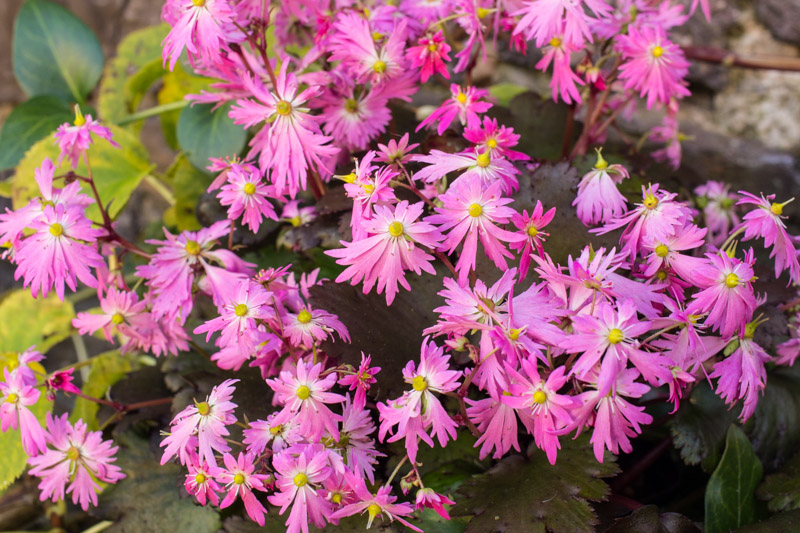 Autumn blooming (in plugs)