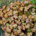 <em>Saxifraga fortunei var. incisolobata</em> ‘Shiratama’ 12/06/2025