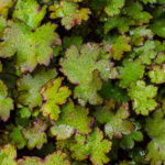 <em>Saxifraga fortunei var. incisolobata</em> ‘Shiratama’ 20/06/2020