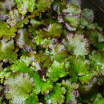 <em>Saxifraga fortunei var. incisolobata</em> ‘Tama botan’ 20/06/2020