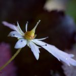 <em>Saxifraga fortunei x</em> 'Shiratama' 17/10/2025
