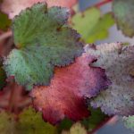 <em>Saxifraga fortunei x</em> 'Shiratama' 17/10/2025