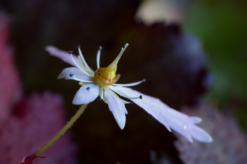Fleur (gros plan)