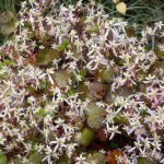 <em>Saxifraga fortunei x</em> 'Shiratama' 23/10/2025