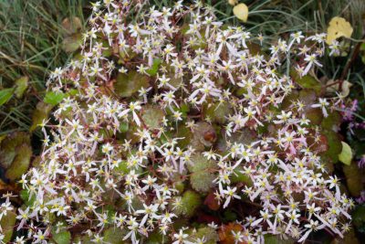Pleine floraison d'automne