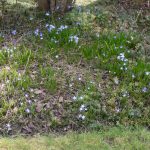 <em>Scilla forbesii</em> 20/03/2025