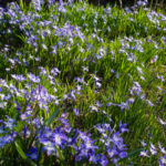 <em>Scilla forbesii</em> 24/03/2022