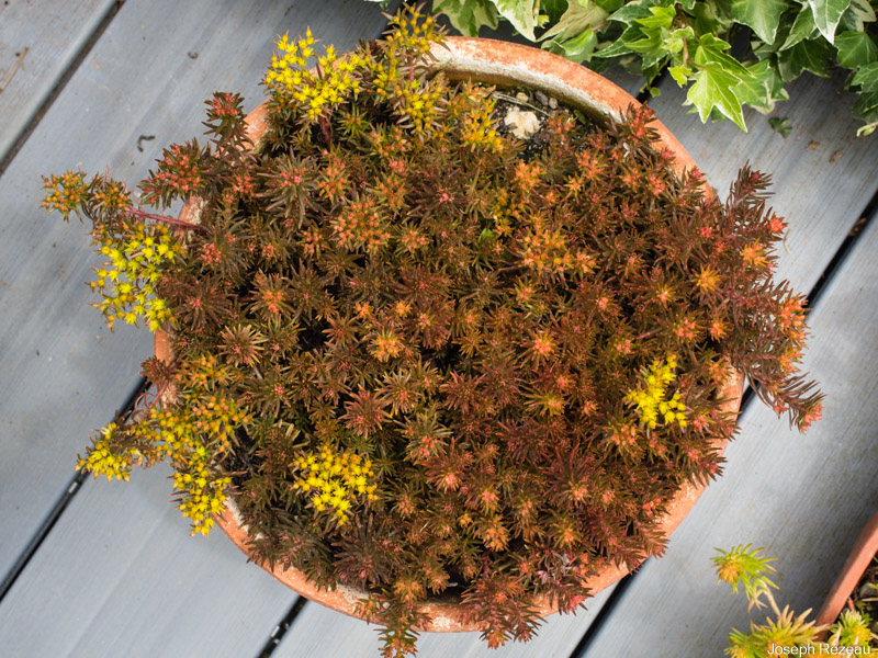 Sedum 'Chocolate Ball' – Papi Joe's Garden