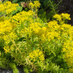 <em>Sedum rupestre</em> 'Angelina' 02/07/2016