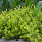 <em>Sedum rupestre</em> 'Angelina' 24/03/2017