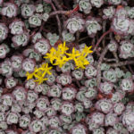 <em>Sedum spathulifolium</em> 'Purpureum' 26/05/2019
