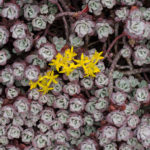 première floraison de la saison