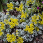 <em>Sedum spathulifolium</em> ‘Cape Blanco’ 26/05/2019