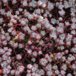 <em>Sedum spathulifolium</em> ‘Purpureum’ 24/05/2021