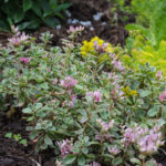 <em>Sedum spurium</em> ‘Tricolor’ 03/07/2018