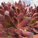 <em>Sempervivum</em> 18/04/2019