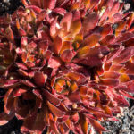 <em>Sempervivum</em> 27/04/2019