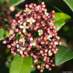 <em>Skimmia Japonica</em> 'Rubella' 03/03/2021