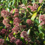 Pleine floraison (et parfum !)