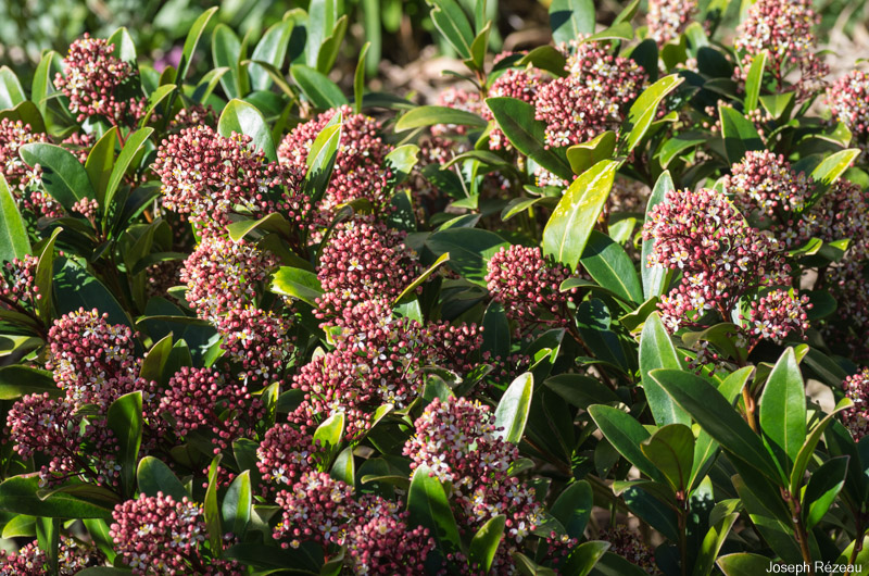 Pleine floraison (et parfum !)