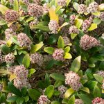 <em>Skimmia Japonica</em> 'Rubella' 20/03/2025