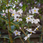 <em>Solanum jasminoides</em> 'Alba' 17/09/2017