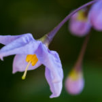 <em>Solanum laxum</em> 04/06/2023