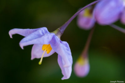 gros plan fleurs