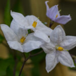 <em>Solanum laxum</em> 18/06/2022