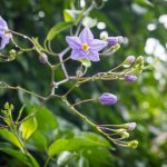 <em>Solanum laxum</em> 19/07/2025