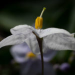 <em>Solanum laxum</em> 30/06/2024