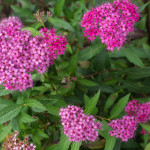 Spiraea japonica 'Anthony Waterer' 13/09/2014