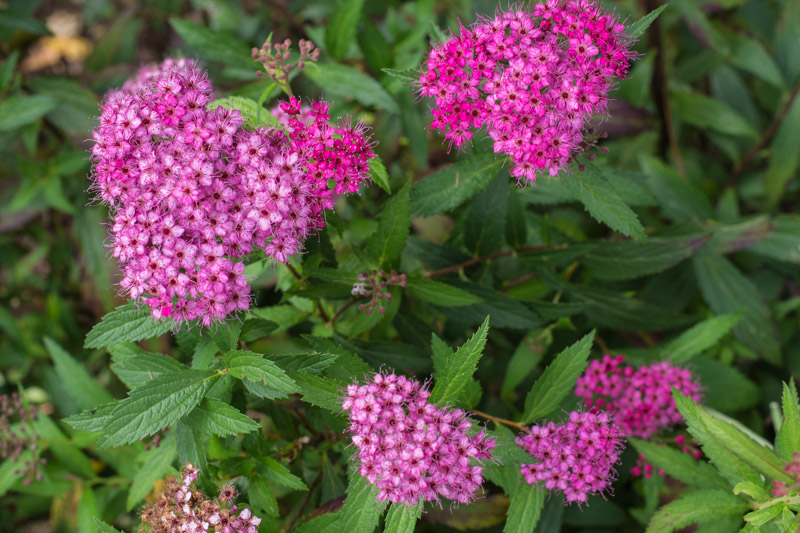 Spiraea japonica 'Anthony Waterer' 13/09/2014