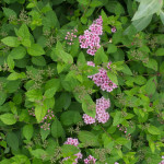 <em>Spiraea japonica</em> 'Little Princess' 09/06/2014