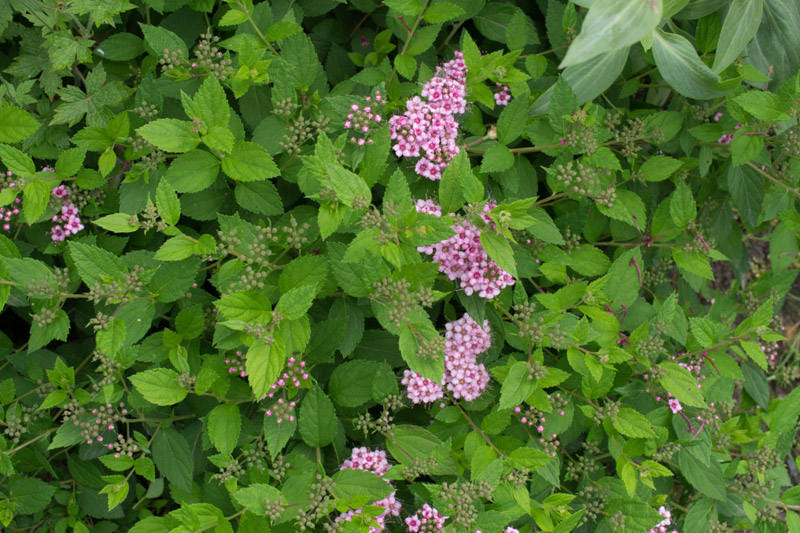 Spiraea japonica 'Little Princess' 09/06/2014