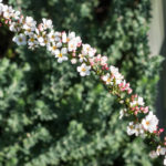 <em>Spiraea thunbergii</em> 'Fujino Pink' 01/03/2021