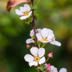 <em>Spiraea thunbergii</em> 'Fujino Pink' 07/02/2022